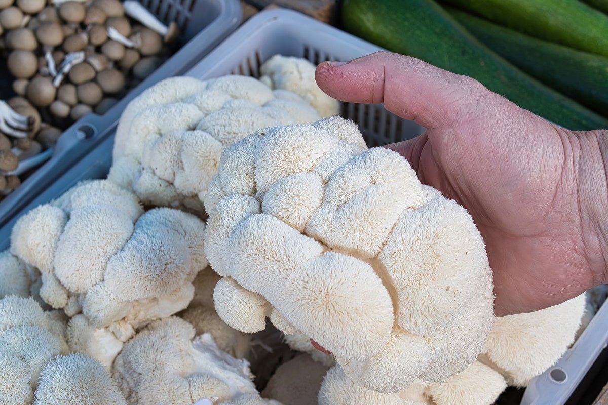 Lion’s Mane and Reishi benefits by Moss Superfoods