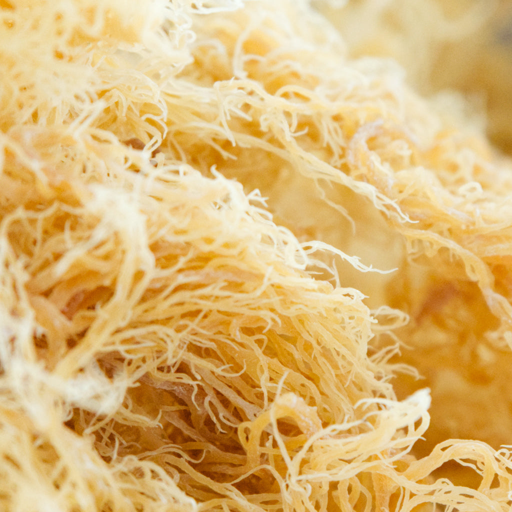 Raw St Lucia Sea moss Wildcrafted